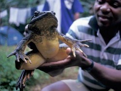 Katak Raksasa dari Sulsel di Antara Katak-katak Jumbo di Dunia