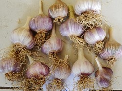 Penyebab Harga Bawang Putih Naik: Pasokan dari China Berkurang