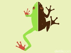 12 Perbedaan Katak dan Kodok