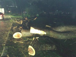 Penampakan Batang Pohon Sengon Buto yang Timpa Mobil di Dekat UI