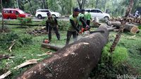 Batang Pohon yang Tumbang di UI Dipotong-potong