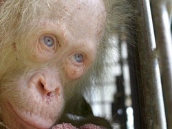 Orangutan Albino Dirawat Setelah Diselamatkan di Kalimantan