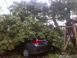 Musim Hujan, Pemkot Bandung Waspadai Pohon Berumur 50 Tahun