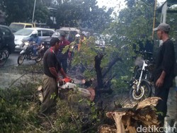 Hujan Badai, Pohon Kersen Tumbang di Jalan Laswi Bandung