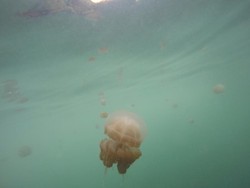Berenang Dengan Ubur-ubur Langka di Derawan