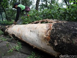 Video: Nyawa Manusia Melayang, Pohon Rindang Jadi Korban