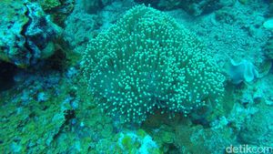 Bening Bagai Kaca, Tempat Ini Keren Buat Diving