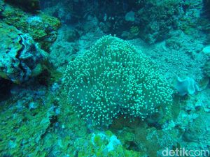 Bening Bagai Kaca, Tempat Ini Keren Buat Diving