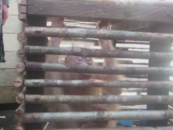 Orangutan Albino Mungkin Segera Dilepaskan Kembali