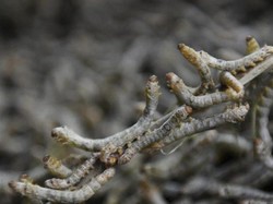 Ternyata Ini Alasan BPOM Singapura Bolehkan Warganya Makan Serangga