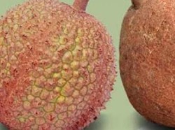 Sudah Tahu, Lombok Memiliki 4 Buah Langka dan Berkhasiat!