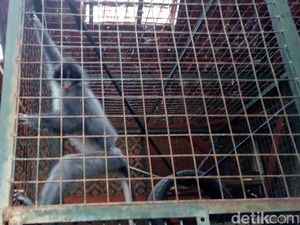 BKSDA Garut Amankan Seekor Surili yang Dipelihara Warga