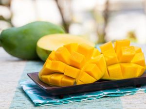 Kakek 84 Tahun Ini Koleksi Lebih dari 150 Varietas Mangga Langka