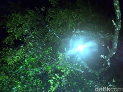 Beringin Tua Tumbang Melintang Jalan di Bojonglopang Sukabumi