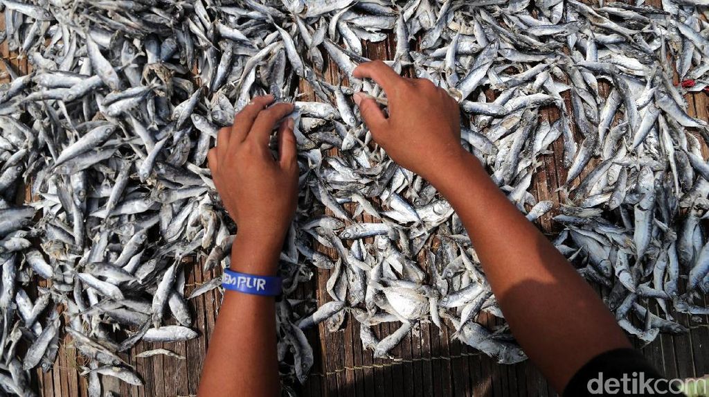 Melihat Perajin Ikan Asin Muara Angke Melihat Perajin Ikan Asin Muara Angke