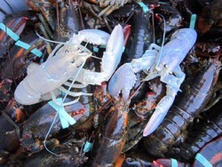 Nelayan Ini Tangkap Lobster Hantu yang Super Langka di Dunia