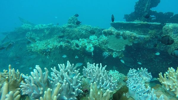 Foto-foto Wreck Diving di Karimunjawa