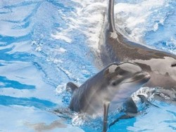 Prancis Larang Pembiakan Lumba-lumba dan Paus Pembunuh di Penangkaran