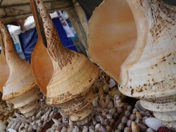 Ini Lho Suvenir Kerang Unik dari Raja Ampat