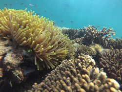 Wisata Snorkeling Gili Ketapang Kian Memikat Wisatawan