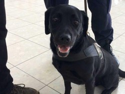 Irwin, Anjing yang Pastikan Penerbangan Anda Aman