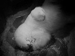 Anak Beruang yang Baru Lahir di Sea World Gold Coast Mati