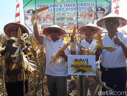 Pemkab Pasuruan Tambah 5.000 Hektar Lahan Jagung Hibrida