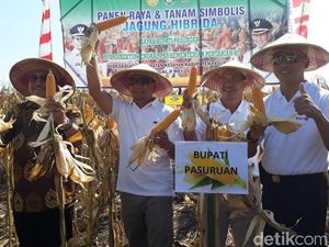 Pemkab Pasuruan Tambah 5.000 Hektar Lahan Jagung Hibrida Pemkab Pasuruan Tambah 5.000 Hektar Lahan Jagung Hibrida