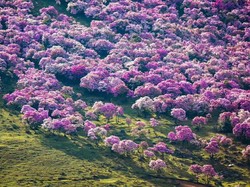 Acak-acak Padang Bunga Indah, Turis Dikecam Netizen