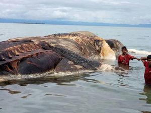 Menanti Hasil Identifikasi KKP soal Hewan Raksasa di Laut Maluku Menanti Hasil Identifikasi KKP soal Hewan Raksasa di Laut Maluku