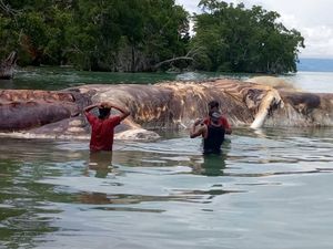 KKP: Bukan Cumi, Bangkai Hewan Raksasa di Maluku Ternyata Paus