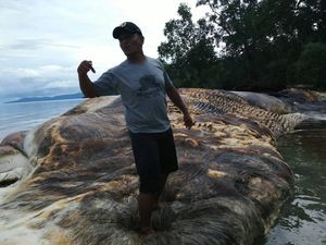 Ditemukan Bangkai Hewan Raksasa di Laut Maluku
