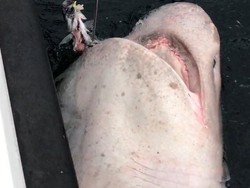 Bagaimana Hiu Monster Ditangkap Tapi Dilepas Lagi