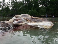 Ini Ciri-ciri Hewan Raksasa yang Mati di Laut Maluku