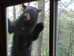 Seekor Beruang Marah Tak Dikasih Biskuit Coklat oleh Pemilik Rumah