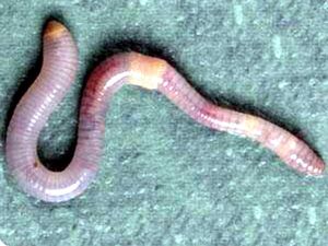 Dijamin Ampuh! Tips Basmi Cacing di Kamar Mandi dan Saluran Air