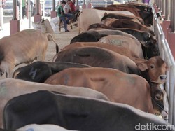 Penjualan Daging Sapi Lokal di Kabupaten Bandung Diprediksi Turun