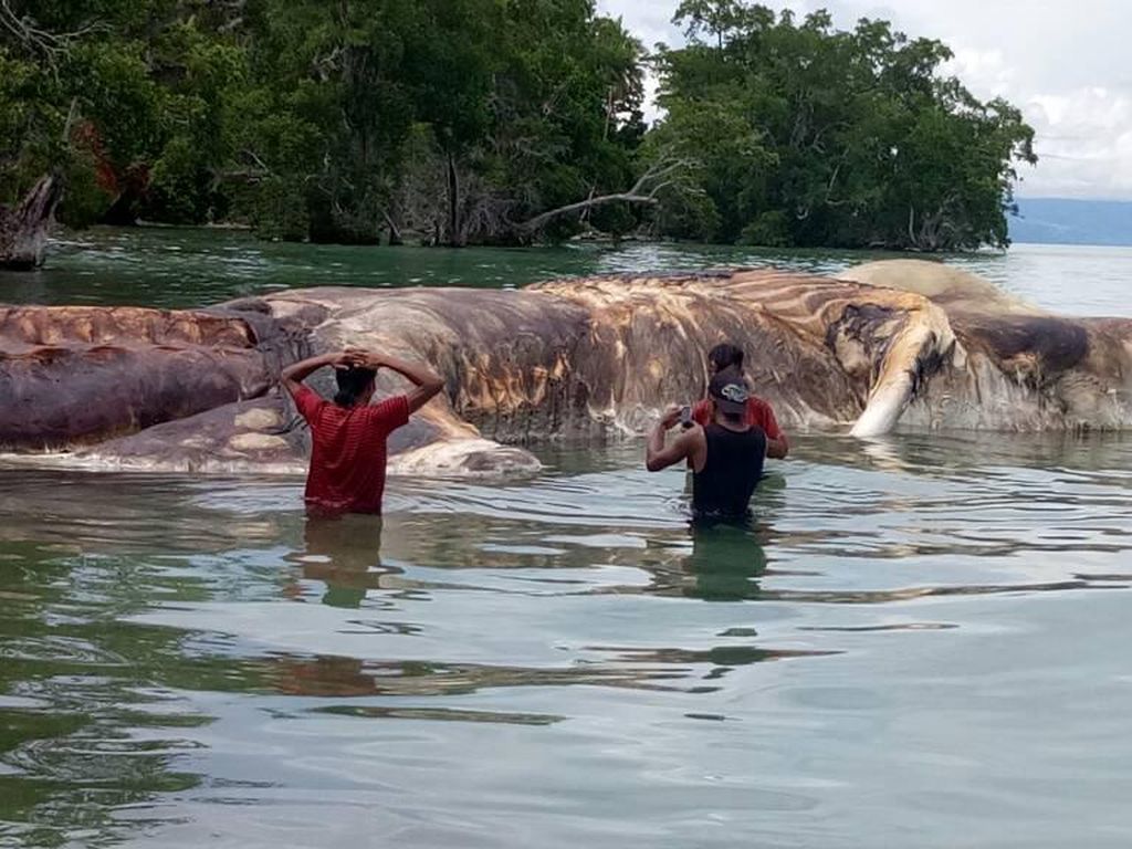 Warga Khawatir Bangkai Hewan Besar di Maluku Keluarkan Racun Warga Khawatir Bangkai Hewan Besar di Maluku Keluarkan Racun