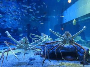4 Hewan Laut Raksasa dan Tempat Melihatnya 4 Hewan Laut Raksasa dan Tempat Melihatnya