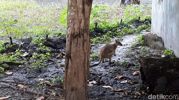 Ada Kanguru di Papua! Ini Penampakannya