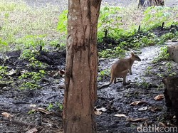 Aturan Adat Samkakai: Sembarang Bunuh Kanguru Bisa Dieksekusi Mati