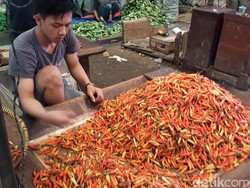 Panen Melimpah Harga Cabai Merosot, Ini Solusi Kementan