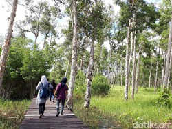 Bertualang ke Dalam Paru-paru Merauke