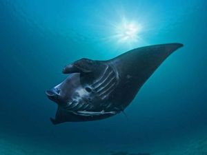 Ternyata Ini Ikan Paling Pintar yang Ada di Lautan Ternyata Ini Ikan Paling Pintar yang Ada di Lautan