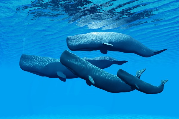 A four-member sperm whale family swimming together in clear blue water.  The whales are swimming near the surface, and ripples in the surface of the water are seen above the whales.  Wavy light coming from above the water is seen reflected on the tops of the whales.