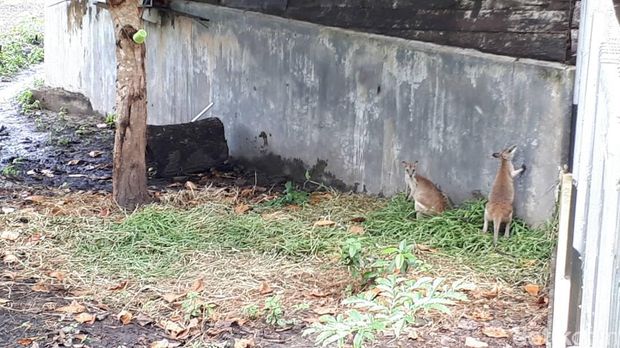 Kanguru tanah di dalam semacam penangkaran (Afif/detikTravel)