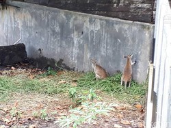 Jual Beli Kanguru Papua di Pasar Gelap Merauke