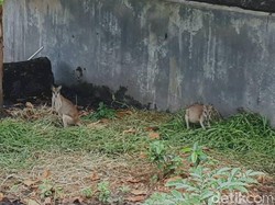 Ada Kanguru di Papua! Ini Penampakannya