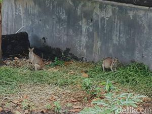 Ada Kanguru di Papua! Ini Penampakannya Ada Kanguru di Papua! Ini Penampakannya