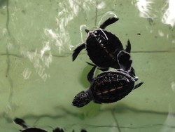 Sangalaki, Gudang Penyu Kepulauan Derawan